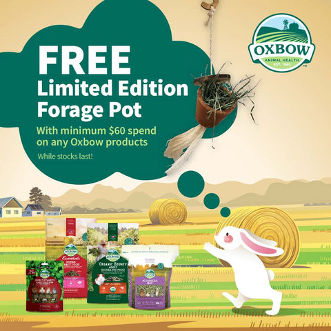 'FREE W/ MIN. $60 OF OXBOW': Oxbow Enriched Life Forage Pot For Small Animals - Kohepets